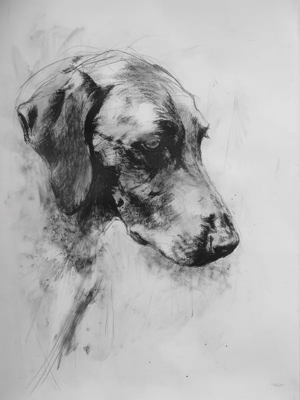 English Foxhound Dog Charcoal Line 3 Direct From Factory