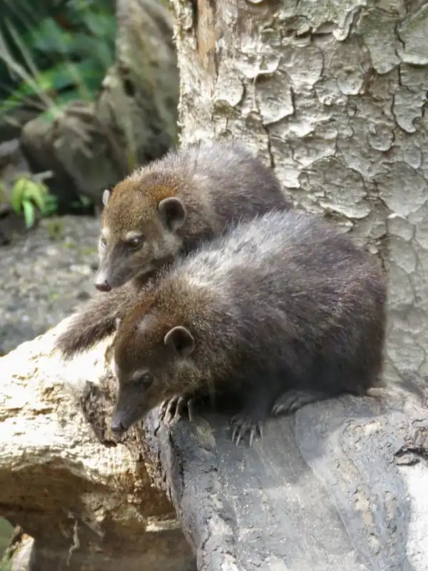 Mammals Animals in the Woodland Wholesale