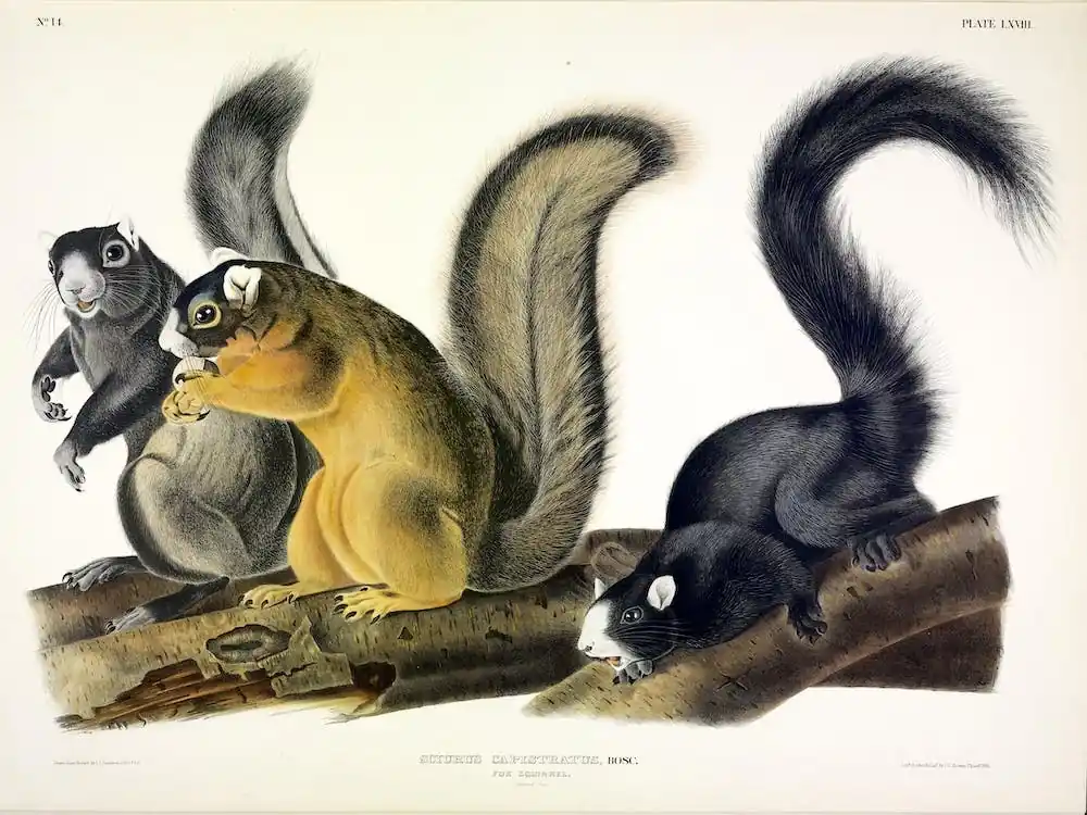 Fast Shipping Fox Squirrel, John James Audubon
