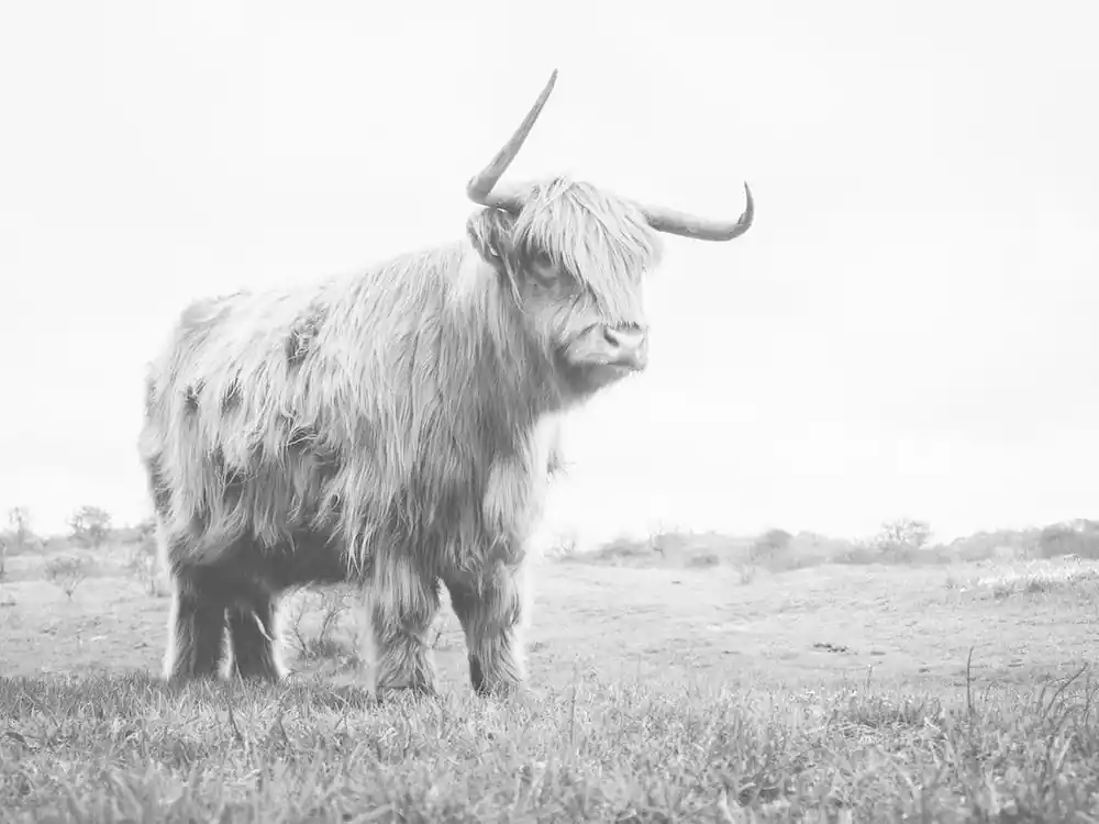 Affordable Bull Cow