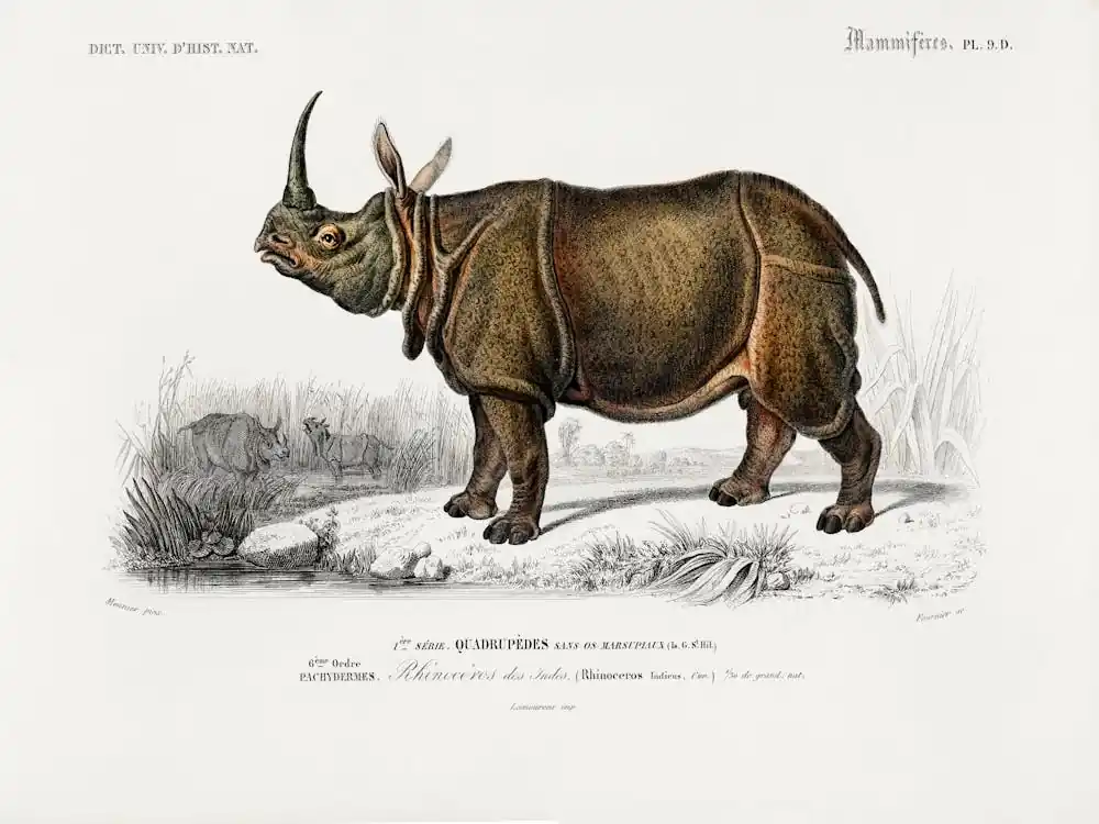 Indian Rhinoceros (Rhinoceros Unicornis), Charles Dessalines D'Orbigny Factory Price