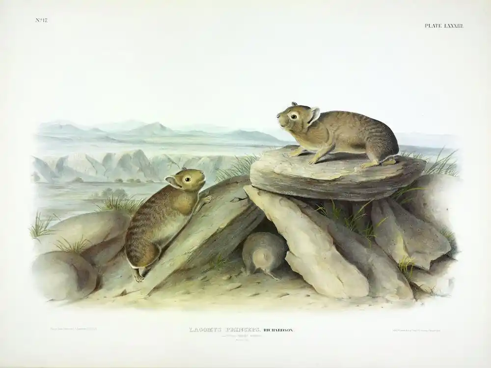 Chief Hare, John James Audubon Buy Today