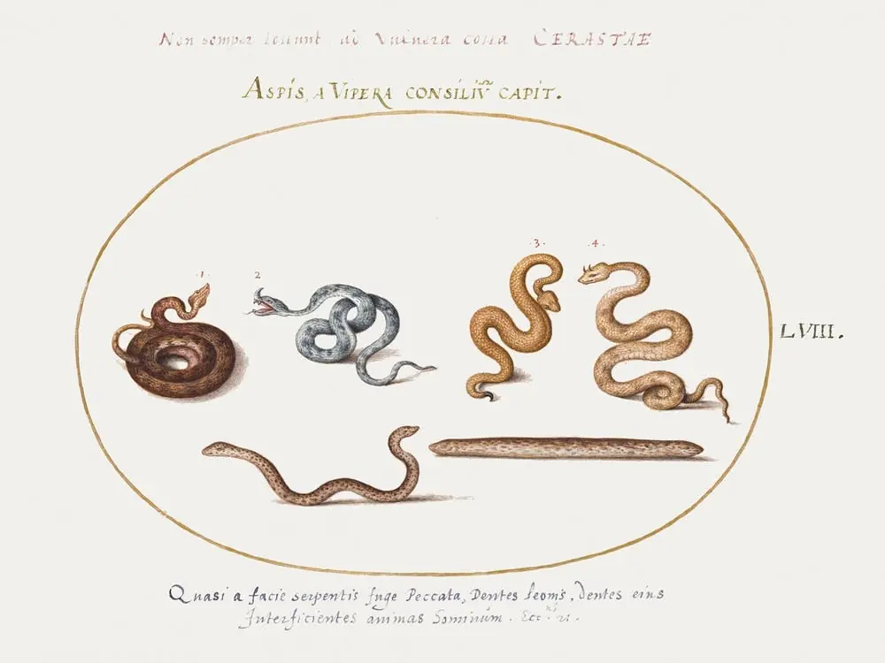 Asps And Vipers (1575–1580), Joris Hoefnagel Best Seller