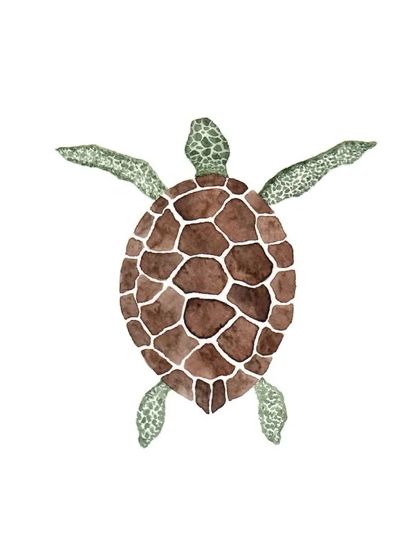Sea Turtle Best Choice