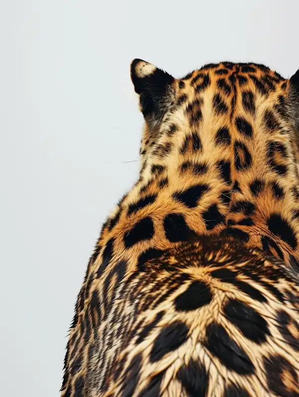 Leopard 27 Brand New