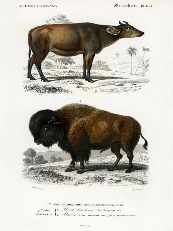 No Minimum Order Cow (Bos Brachyceros) And Bison (Bos Americanus), Charles Dessalines D'Orbigny
