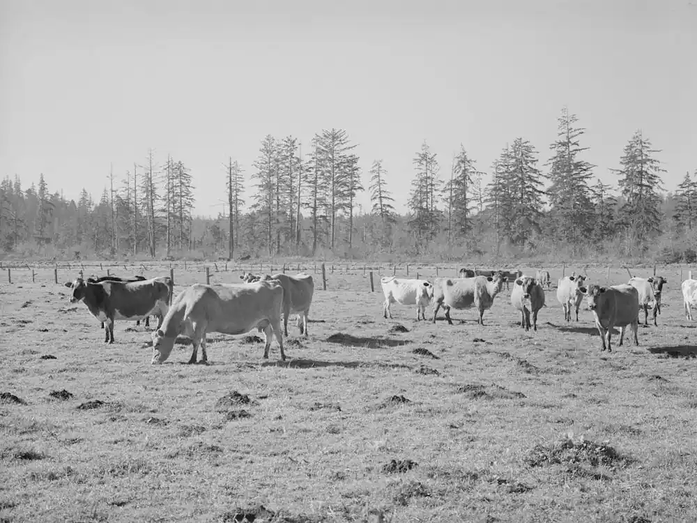Get Yours Dairy Cattle, Tillamook County, Oregon By Russell Lee