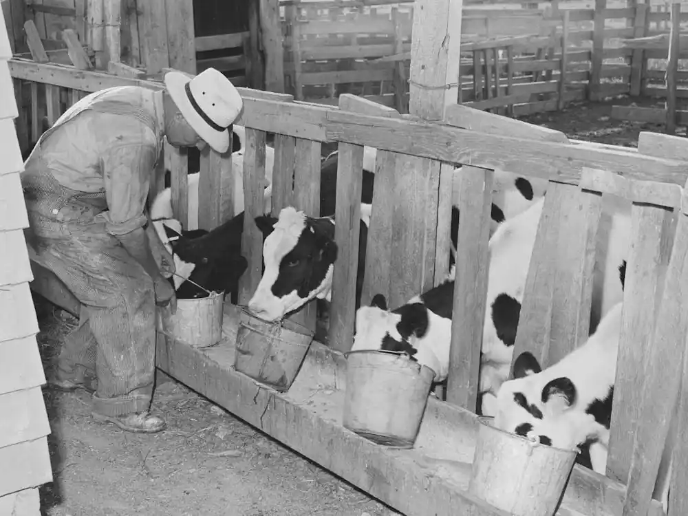 Calves At The Feed Trough On Farm Of Member Of The Dairymen S Cooperative Creamery, Caldwell, Canyon County Secure Checkout