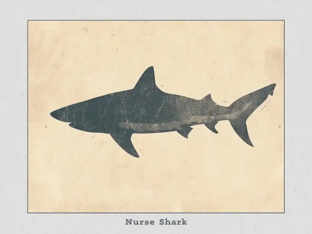 Deal Nurse Shark Grey Silhouette 2 Poster