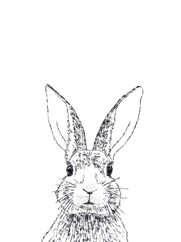 Rabbit Drawing Professional Grade