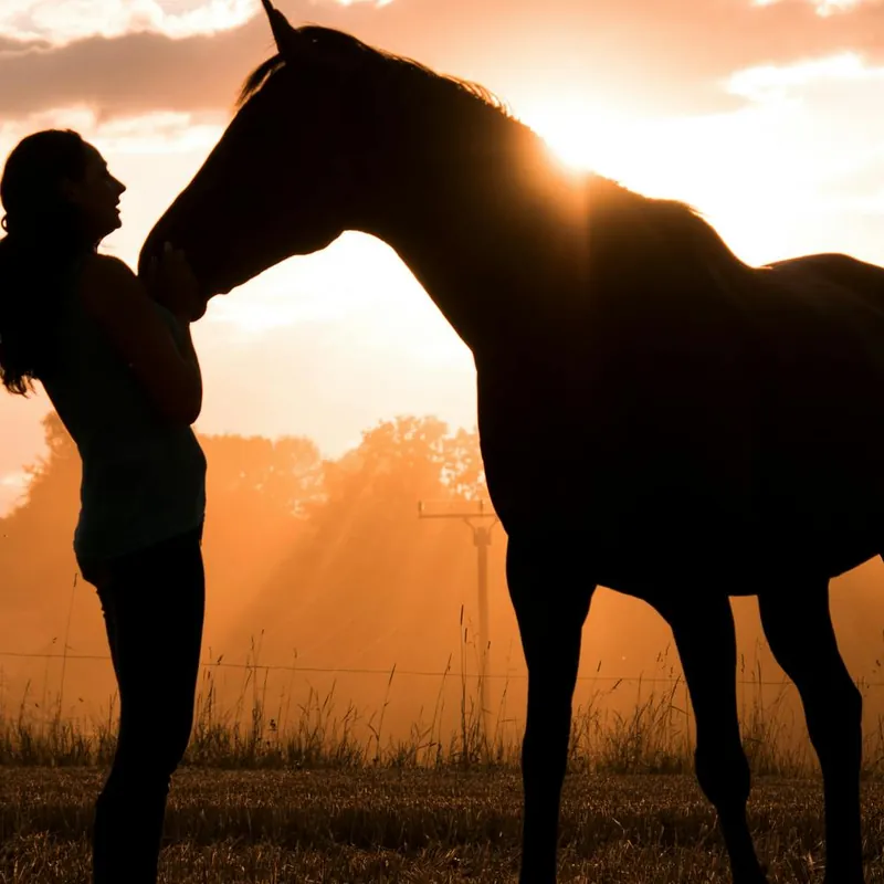 Same Day Shipping Silhouette Of A Woman And Horse
