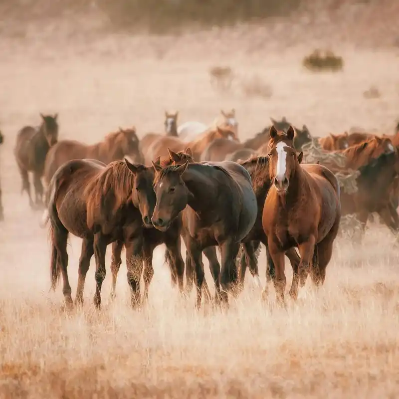 Price Cut Wild Horse Herd Scenery
