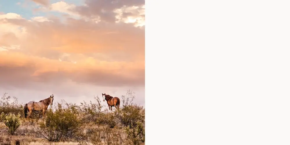 Arizona Wild Horses At Sunset Flash Sale