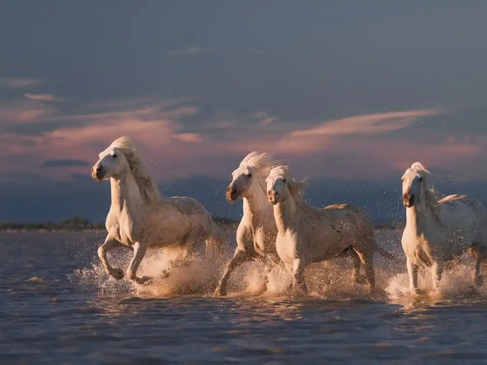 Angels Of Camargue Clearance