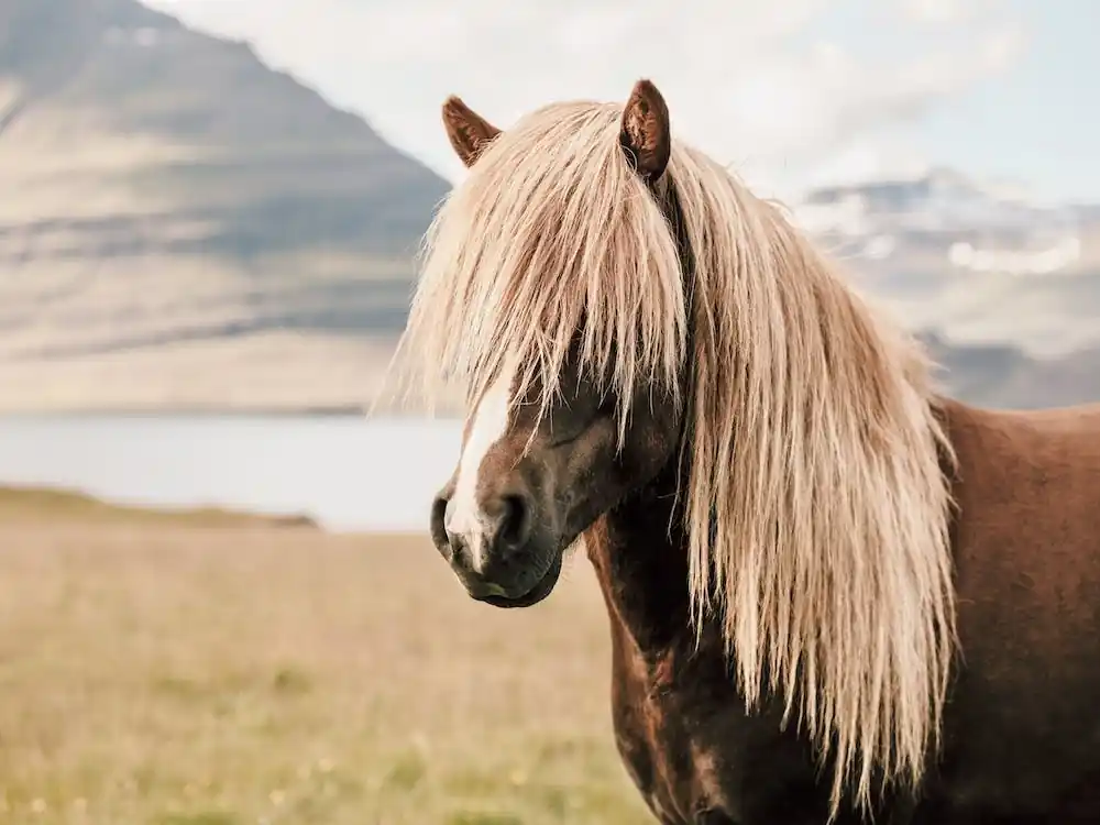 Popular Beige Iceland Horse