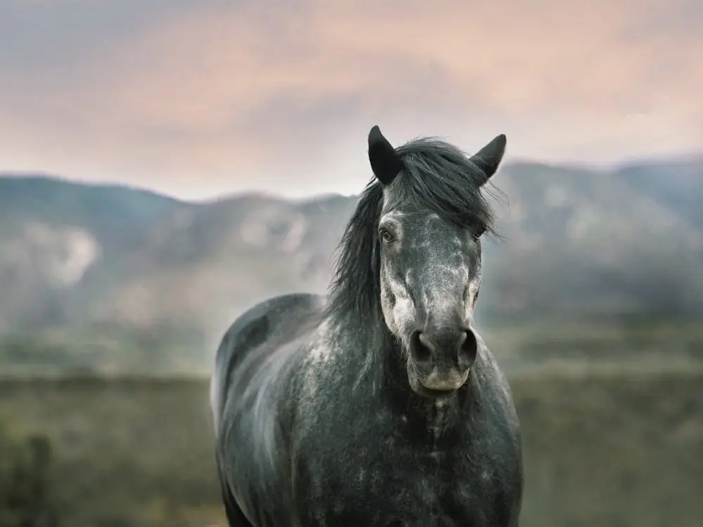 Gray Horse At Sunset Viral