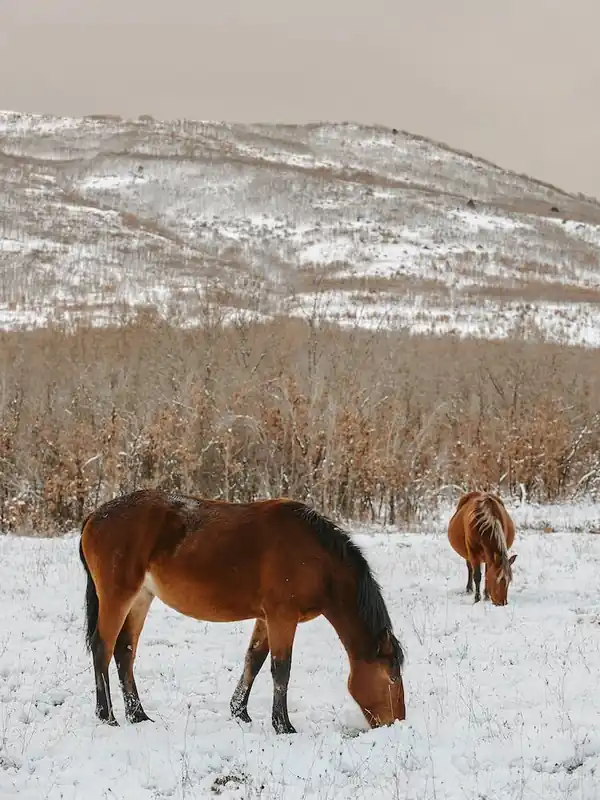 Next Day Delivery Horses In Snowy Field