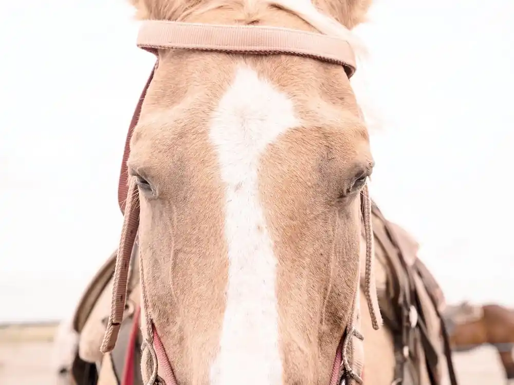 Western Horse Tack Trending