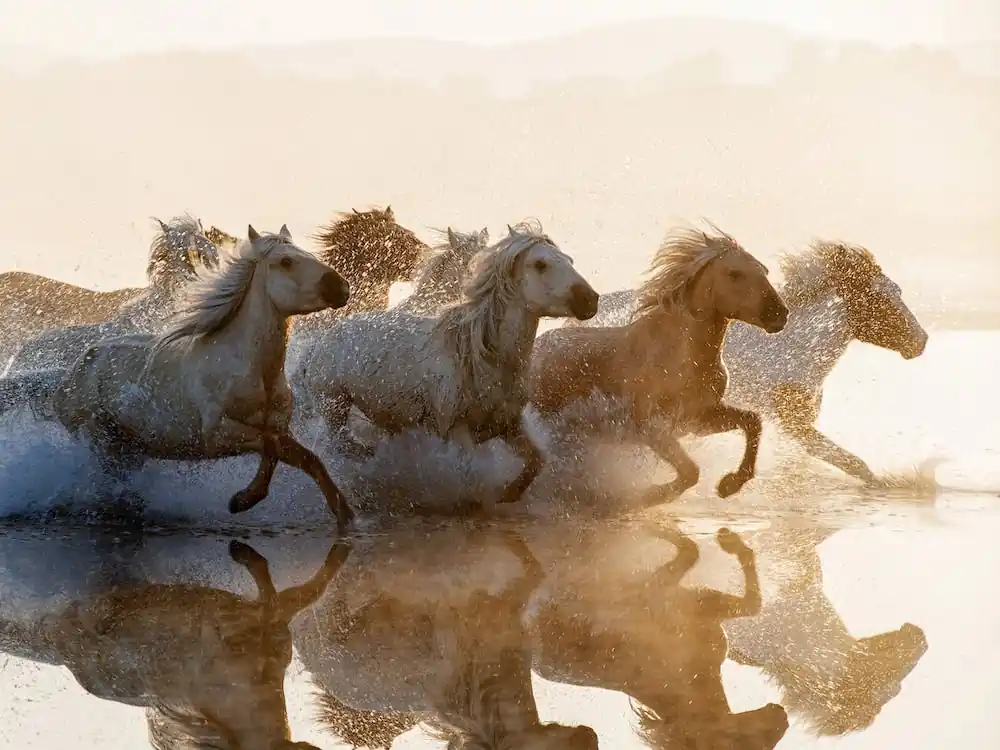 Horses 3 Deal