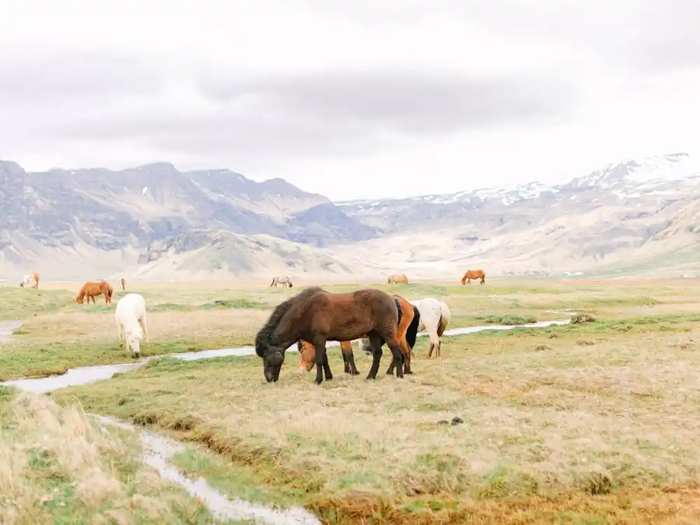 Limited Offer Horses Grazing In Iceland