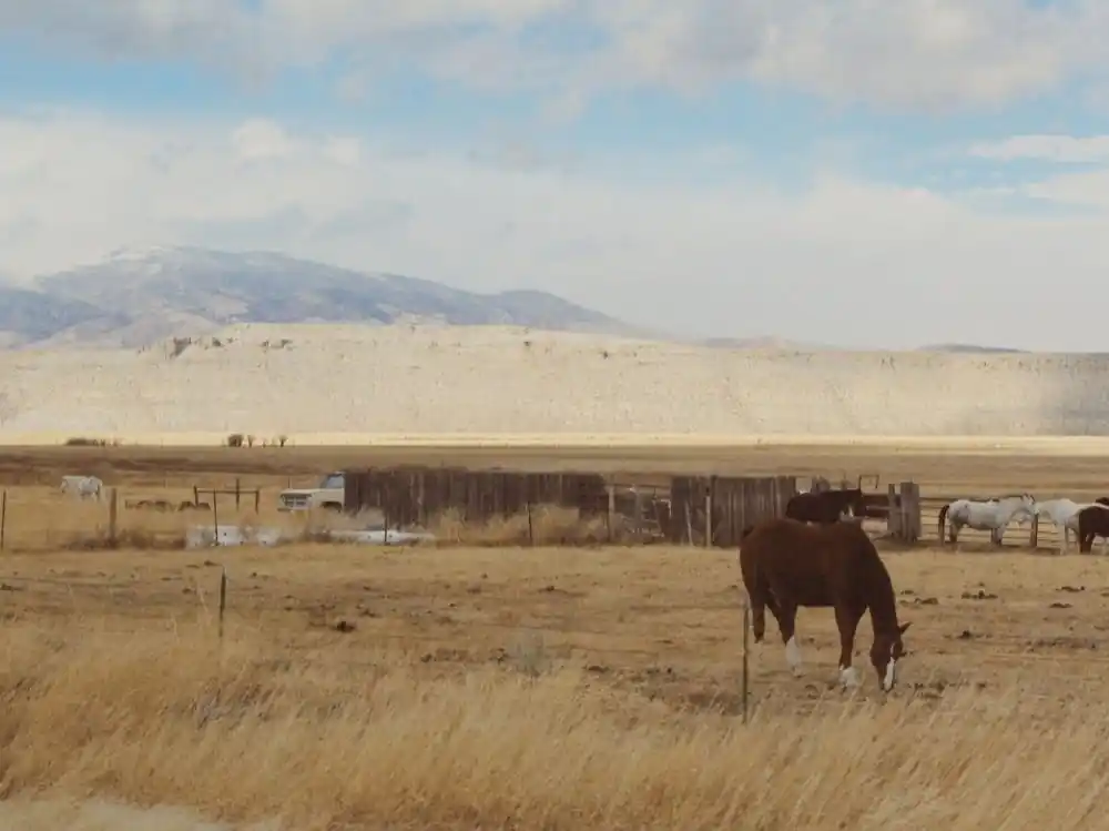 Horses Grazing In The Desert Time-Limited