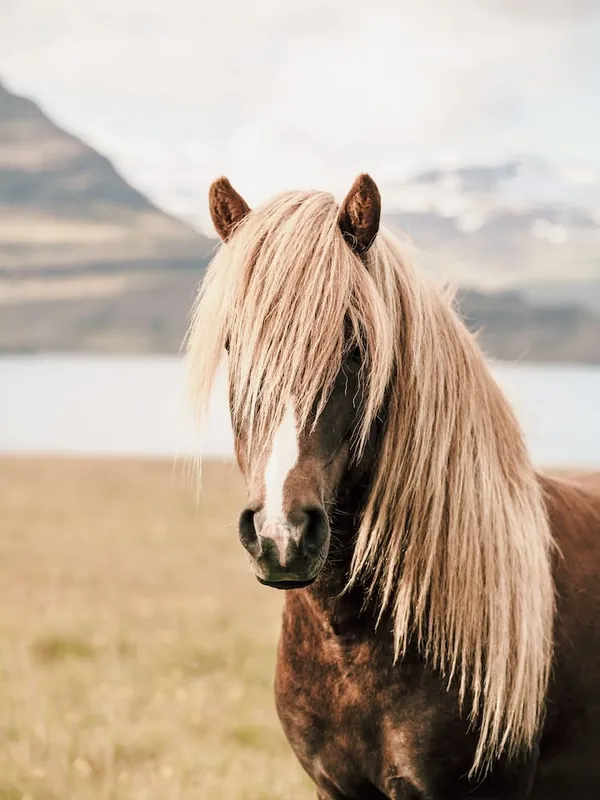 Luxury Icelandic Pony