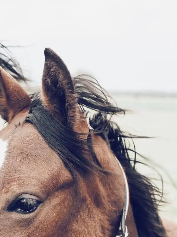 Horse Ears Free Shipping