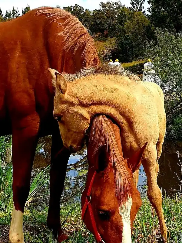 Naturetenderness 1 Secure Checkout