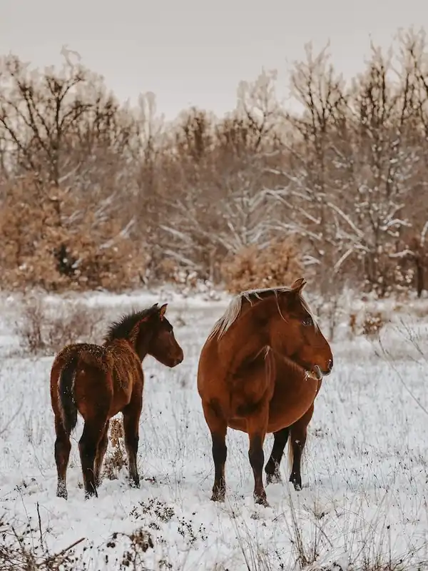 Snowy Pair Of Horses Authentic
