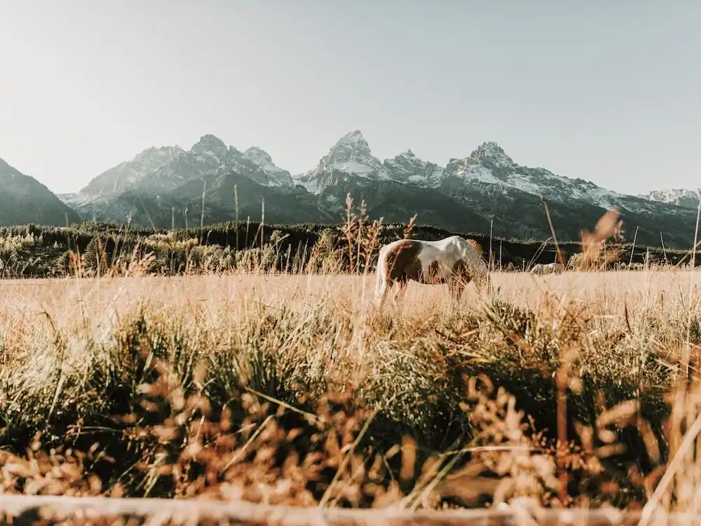 Montana Horse In Field Popular