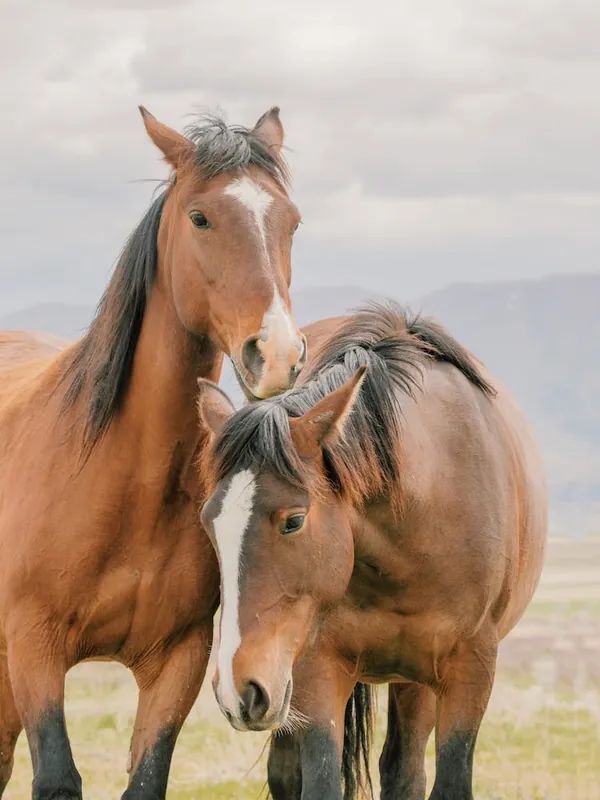 Free Shipping Two Bay Horses