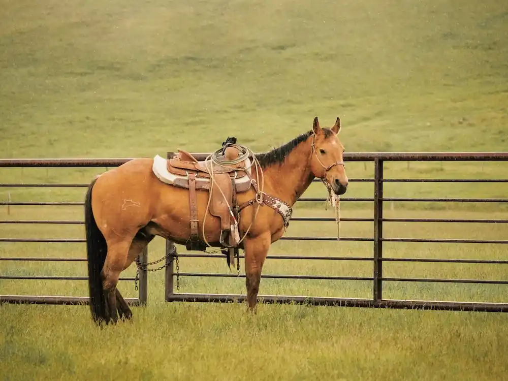 Worldwide Shipping Horse Saddled To Ride