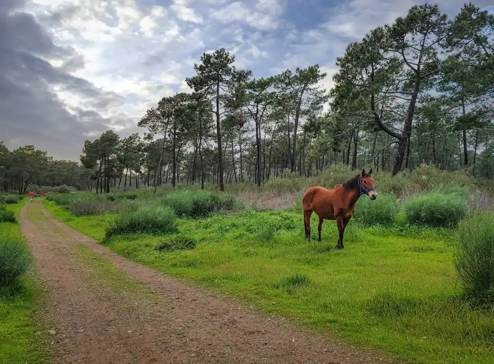 Top Pick Horse In The Forest 1