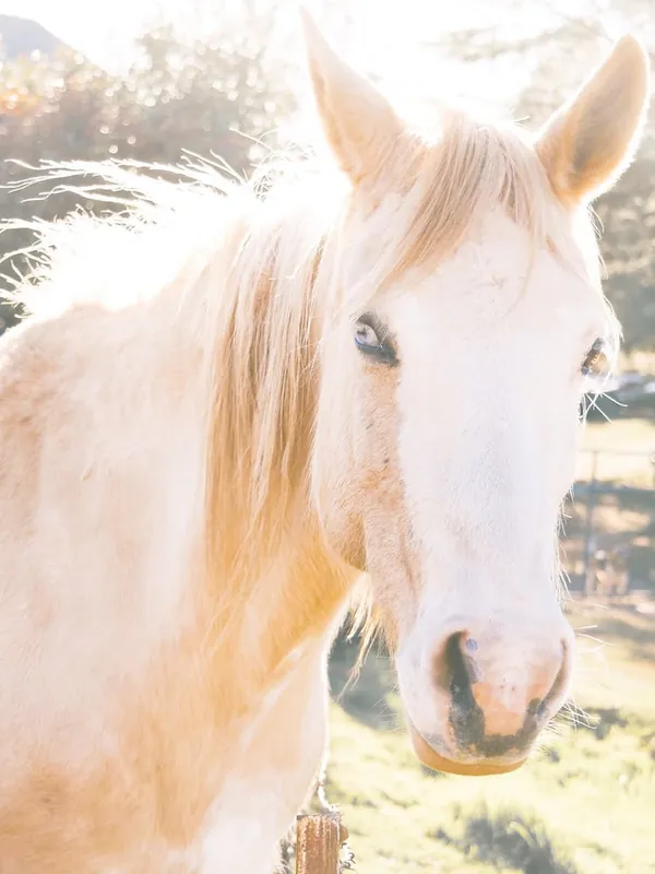 Trending Palomino Horse