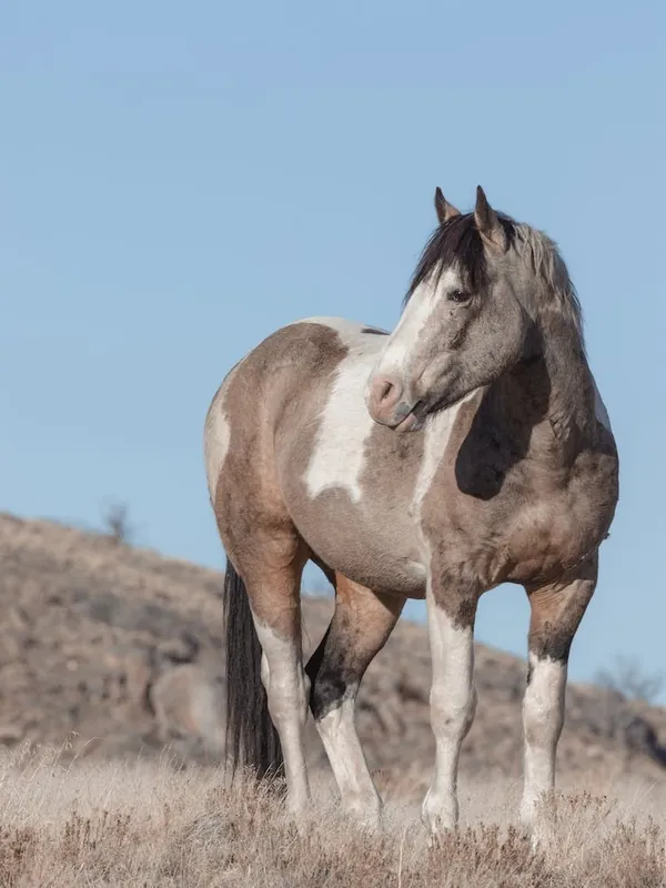 Paint Horse Fan Favorite