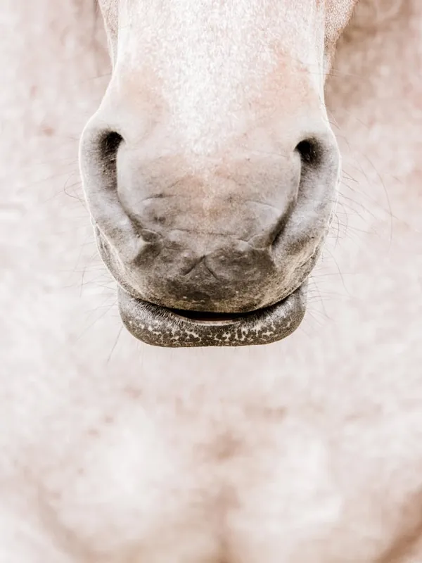 Horse's Nose Exclusive
