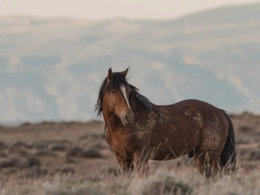 Grab Now Western Horse