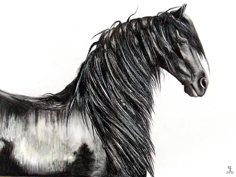 Wietze | Friesian Stallion Wholesale
