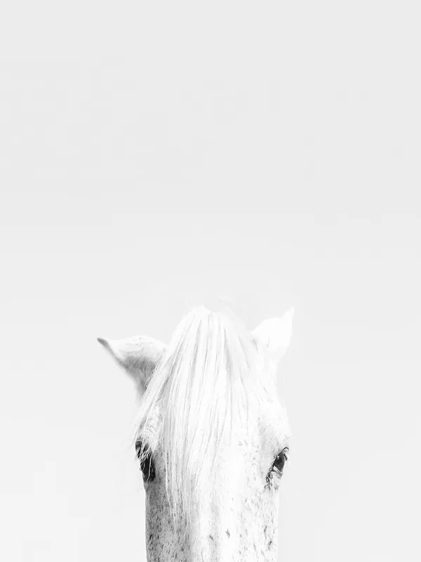 White Horse Free Delivery
