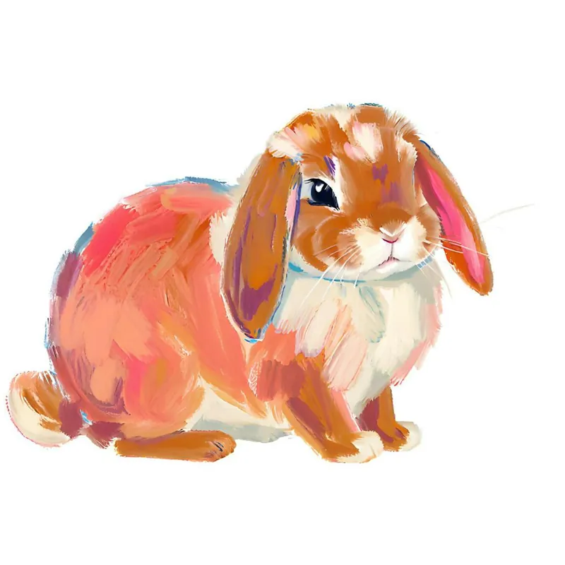 Money Back Guarantee Holland Lop Rabbit 02 1