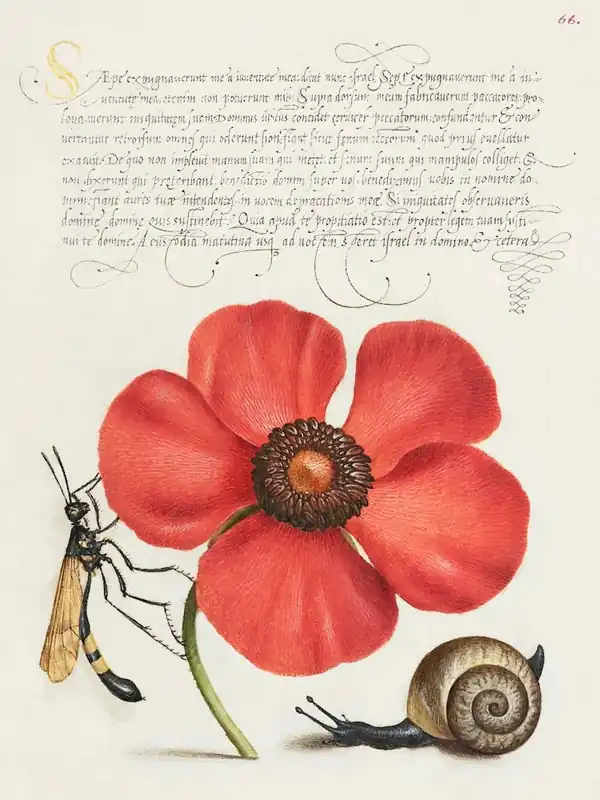 Flash Sale Terrestrial Mollusk, Poppy Anemone, And Crane Fly From Mira Calligraphiae Monumenta Or The Model Book Of Calligraphy (1561–1596), Joris Hoefnagel