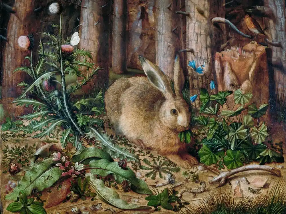 Rabbit In The Woods Certified