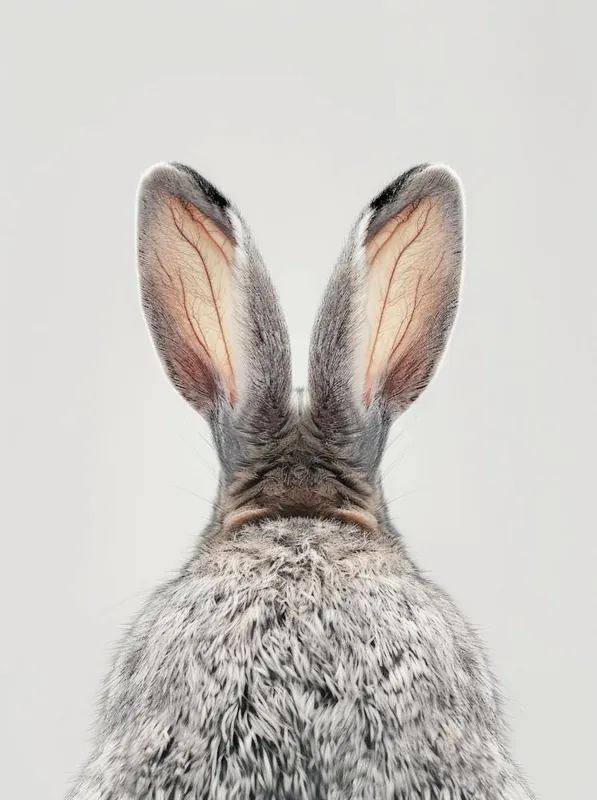 Low Price Rabbit'S Ears 1