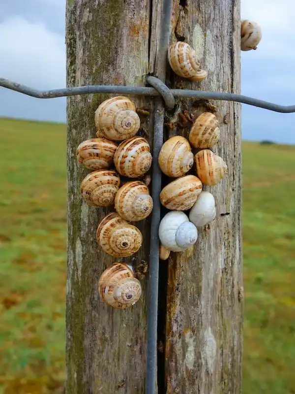 Sale Snails On A Fence Post