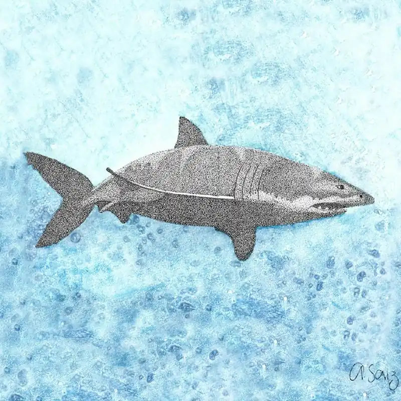Shark. 1 Best Price