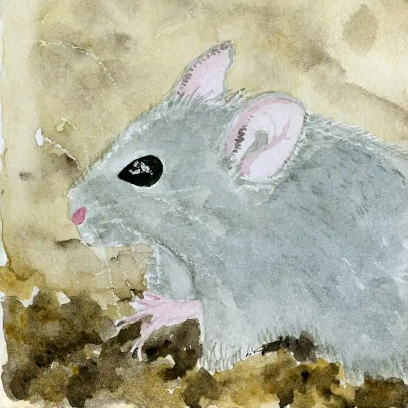 Gray Mouse Watercolor Painting Limited Offer