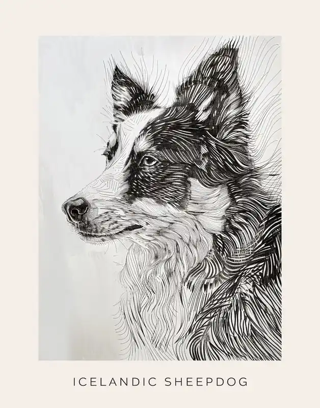 Exclusive Icelandic Sheepdog Line Art 3 Poster