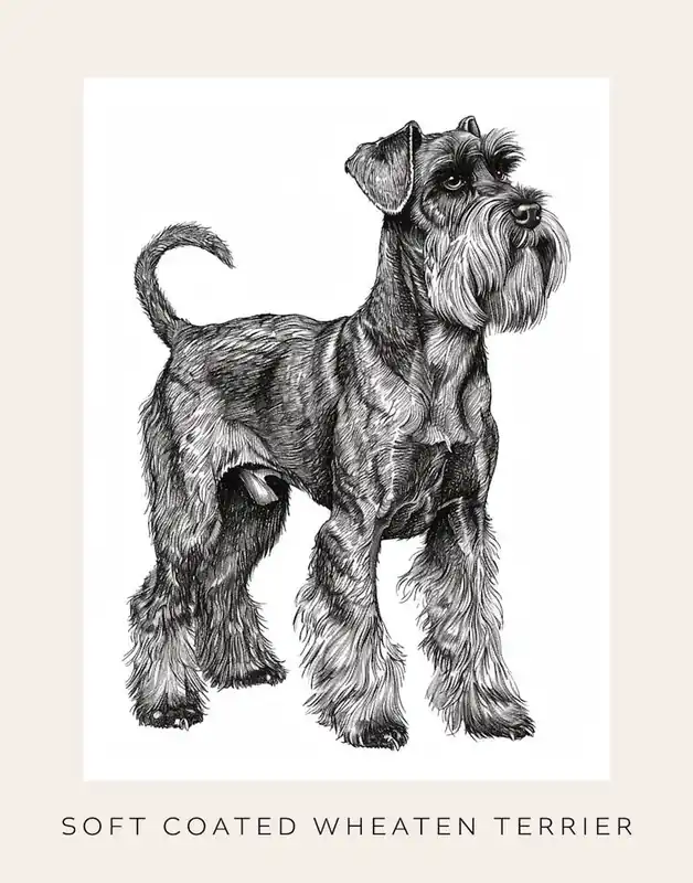 Time-Limited Soft Coated Wheaten Terrier Dog Line Sketch 1 Poster
