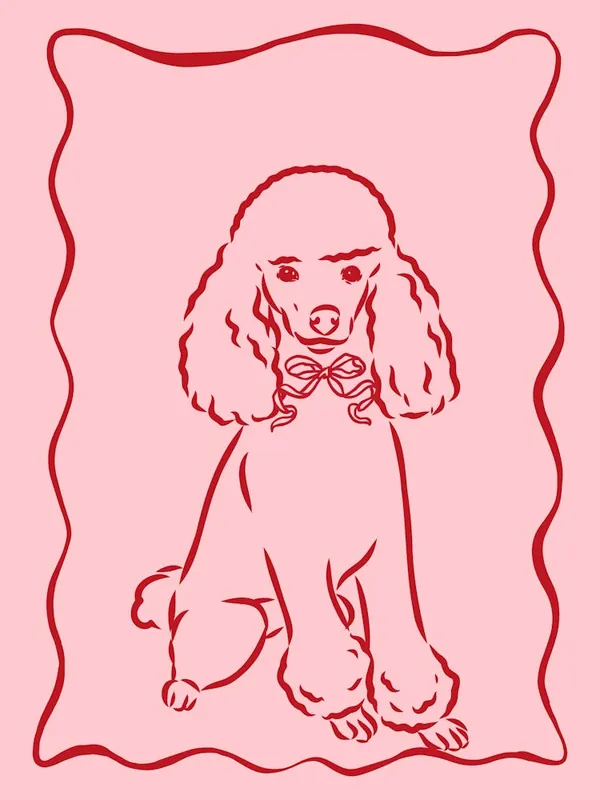 Special Discount Poodle Dog